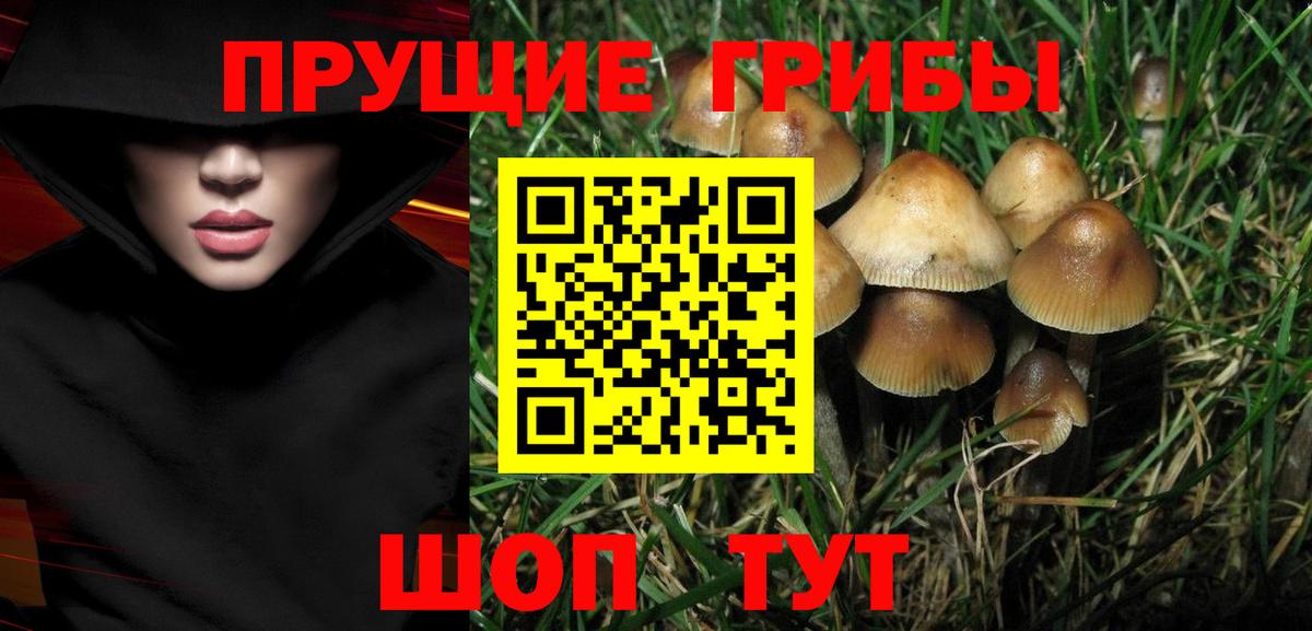 Псилоцибиновые грибы Cubensis Видное